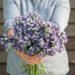 NYHET! Honungsfacelia Lavender Bouquet