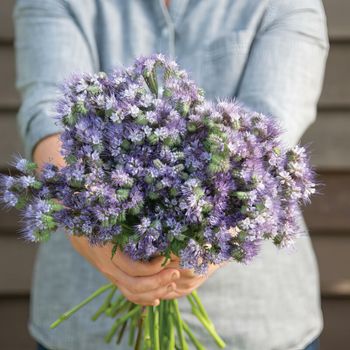 NYHET! Honungsfacelia Lavender Bouquet