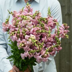 NYHET! Lejongap Opus Lavender Grey F1
