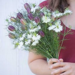 NYHET! Nigella Albion Black Pod