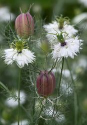 NYHET! Nigella Albion Black Pod
