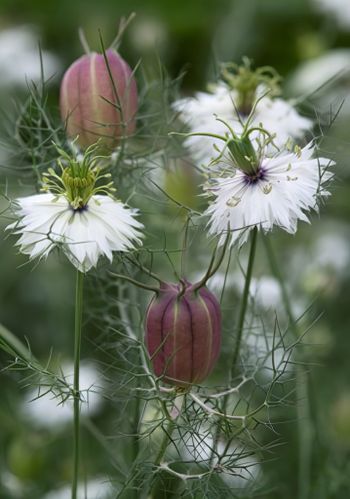 NYHET! Nigella Albion Black Pod