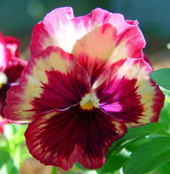 NYHET! Pensé Orchid Desire F1