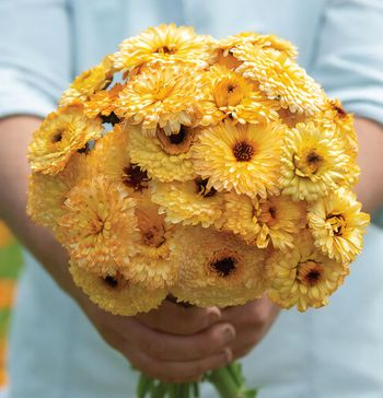 NYHET! Ringblomma Apricot Beauty