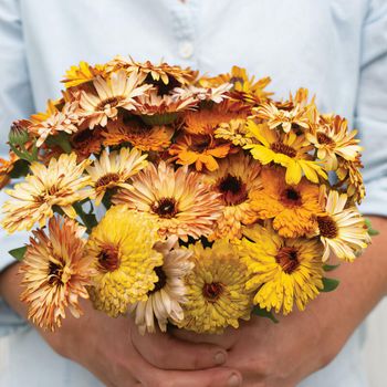 NYHET! Ringblomma Flashback Mixed