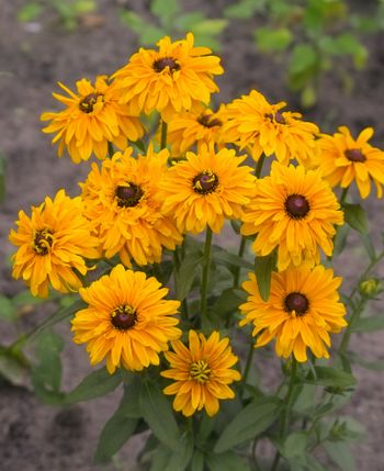 NYHET! Rudbeckia Goldilocks