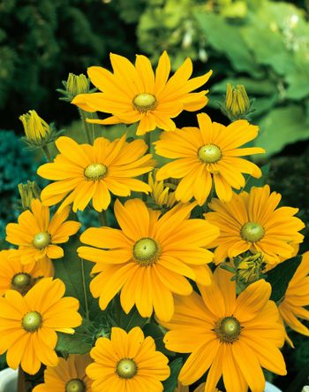NYHET! Rudbeckia Irish Eyes