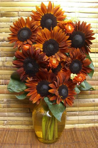 NYHET! Solros Terracotta