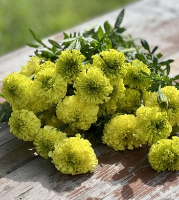 NYHET! Tagetes Nosento Lime Green F1