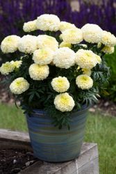NYHET! Tagetes White Gold Max