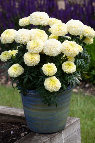 NYHET! Tagetes White Gold Max