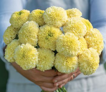 NYHET! Tagetes White Swan F1