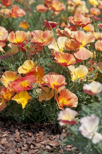 Californian Poppy Thai Silk Apricot Chiffon