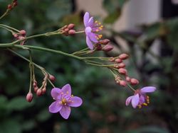 Jewels of Opar Verde