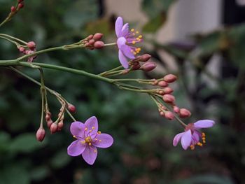 Jewels of Opar Verde