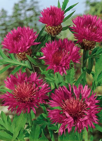 Doftklint Splendens