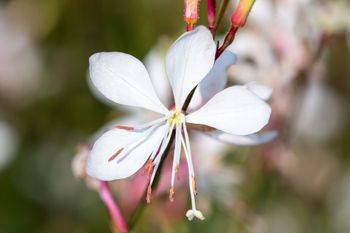 NYHET! Sommarljus White Bouquet