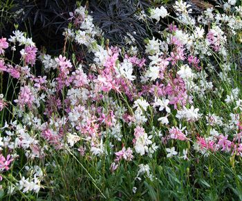 NYHET! Sommarljus White Bouquet