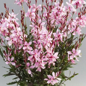 NYHET! Sommarljus Pink Bouquet
