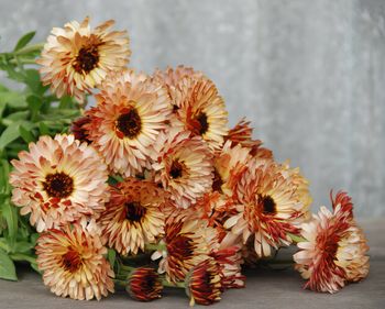 Calendula Bronzed Beauty