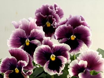 NYHET! Pensé Flamenco Blackcurrant Swirl F1