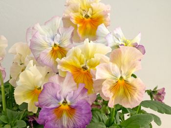 NYHET! Pensé Flamenco Soft Azure Limonetto F1