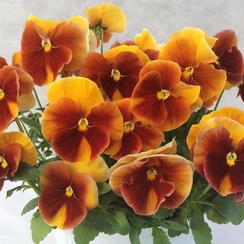 NYHET! Pensé Desidiero Terracotta