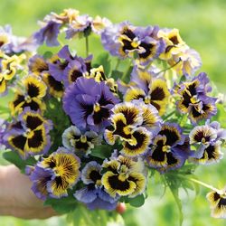 NYHET! Pensé Frizzle Sizzle Yellow and Blue Swirl