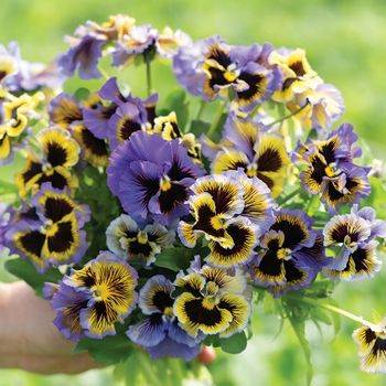NYHET! Pensé Frizzle Sizzle Yellow and Blue Swirl