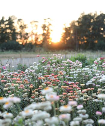 Strawflower Apricot Peach Mixed