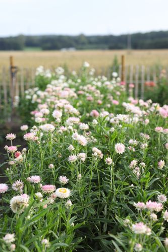 Strawflower Silvery Rose