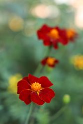 NYHET! Linnétagetes Burning Embers