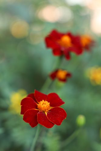 NYHET! Linnétagetes Burning Embers