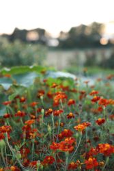 NYHET! Linnétagetes Burning Embers