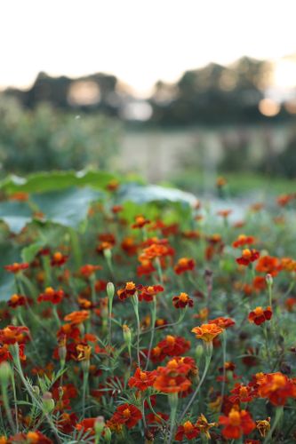 NYHET! Linnétagetes Burning Embers