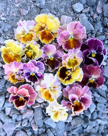 Pansy Flamenco Terracotta F1