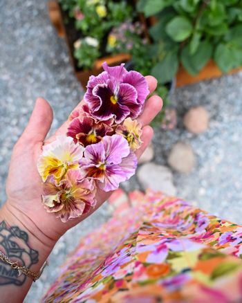 Pansy Flamenco Terracotta F1