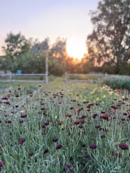 Blåklint Black Ball