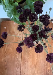 Blåklint Black Ball