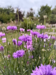 Blåklint Mauve Ball