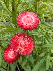 Strawflower King Size Raspberry Rose