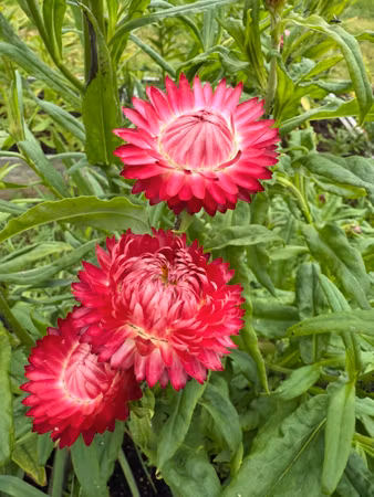 Eternell King Size Raspberry Rose