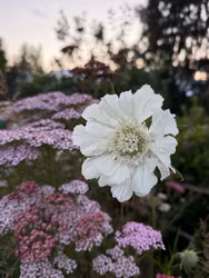 Pincushion Fama White