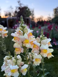 Snapdragon Costa Apricot F1