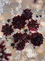 Pincushion Black Beauty