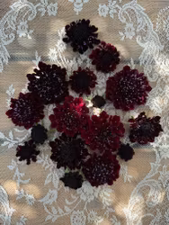 Pincushion Black Knight