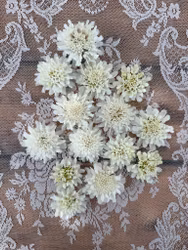 Pincushion Snow Maiden