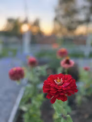 Zinnia Benary's Giant Florist Deep Red F1