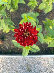 Zinnia Benary's Giant Florist Deep Red F1