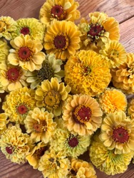 Zinnia Queen Lemon Peach